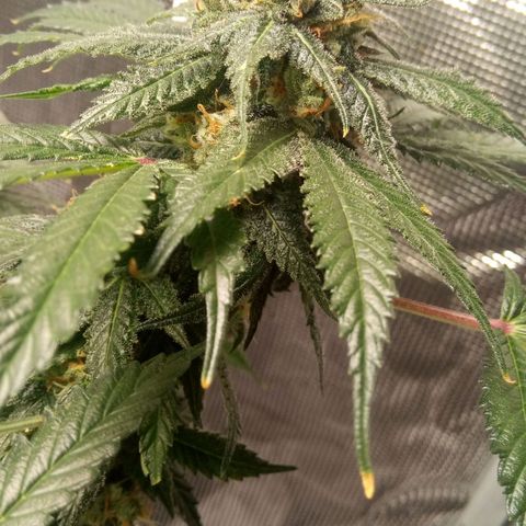 Kripple Roulette growlog timeline photo