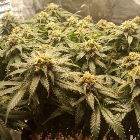 Kripple Roulette growlog timeline photo