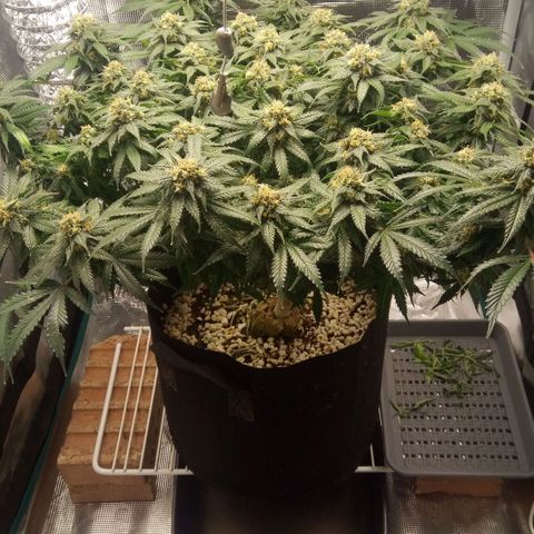 Kripple Roulette growlog timeline photo