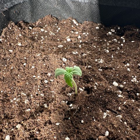 Wedding Cake Auto growlog timeline photo