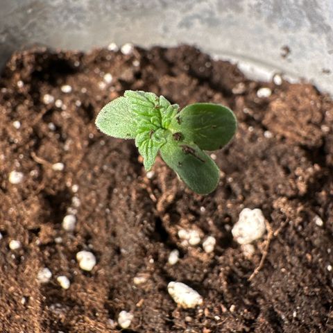Amnesia Haze Auto growlog timeline photo