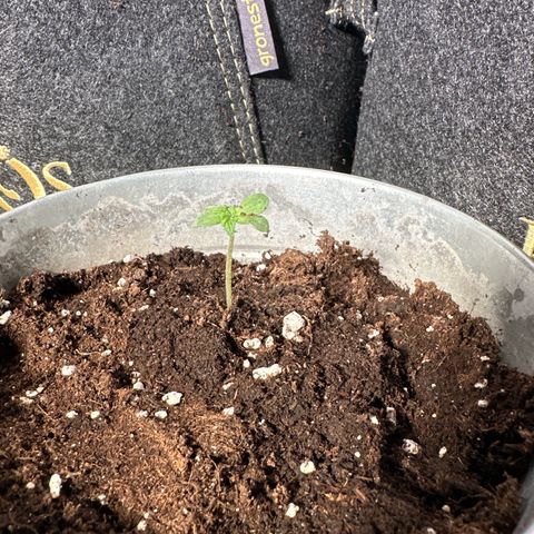 Amnesia Haze Auto growlog timeline photo