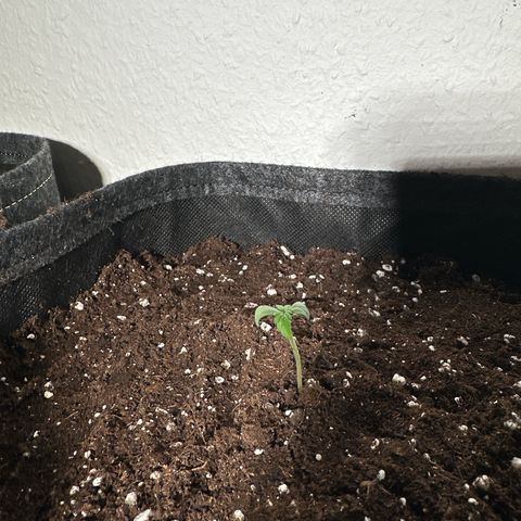 Wedding Cake Auto growlog timeline photo