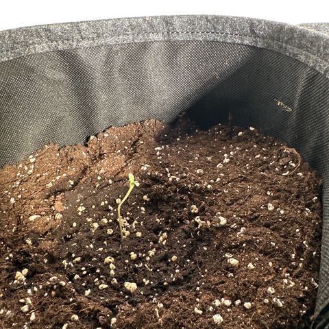 Milky Way growlog timeline photo
