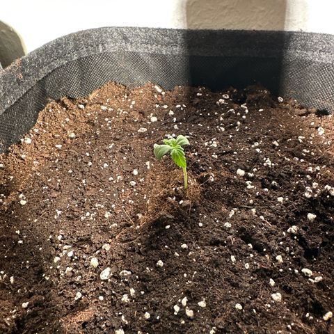 Wedding Cake Auto growlog timeline photo
