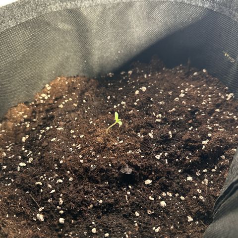 Milky Way growlog timeline photo