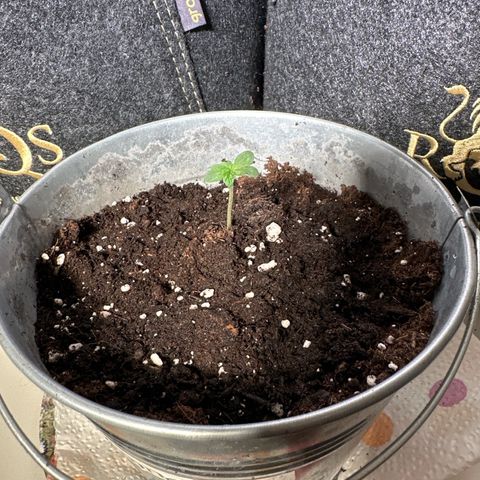 Amnesia Haze Auto growlog timeline photo