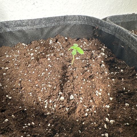 Wedding Cake Auto growlog timeline photo