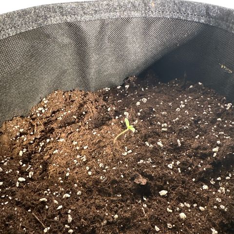 Milky Way growlog timeline photo