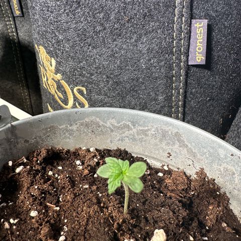 Amnesia Haze Auto growlog timeline photo