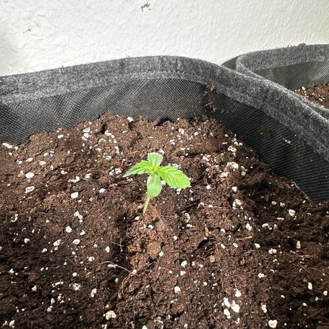 Wedding Cake Auto growlog timeline photo