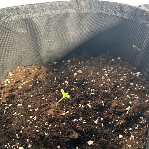 Milky Way growlog timeline photo