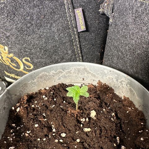 Amnesia Haze Auto growlog timeline photo
