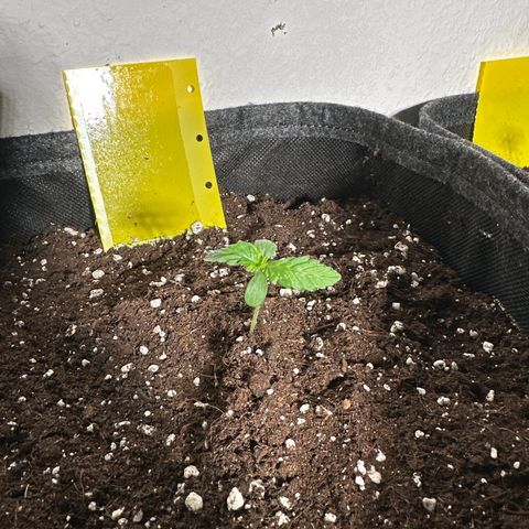 Wedding Cake Auto growlog timeline photo