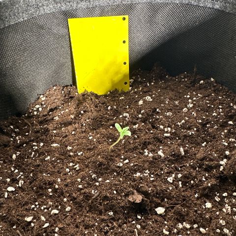 Milky Way growlog timeline photo