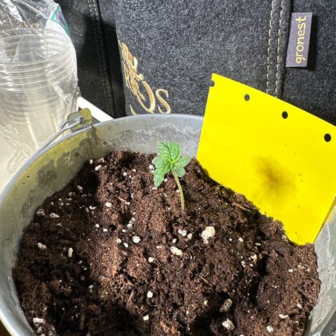 Amnesia Haze Auto growlog timeline photo