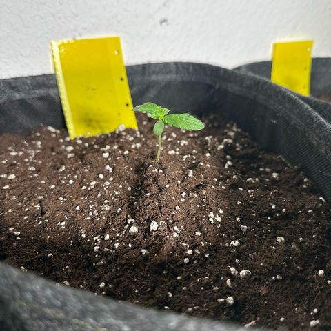 Wedding Cake Auto growlog timeline photo