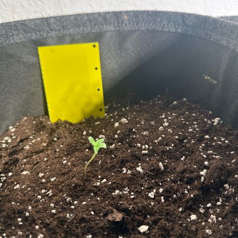 Milky Way growlog timeline photo