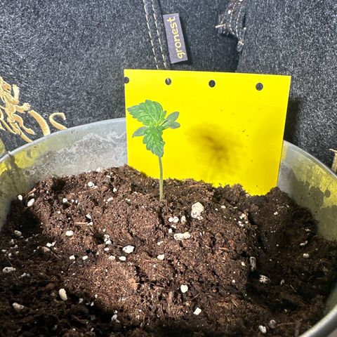 Amnesia Haze Auto growlog timeline photo