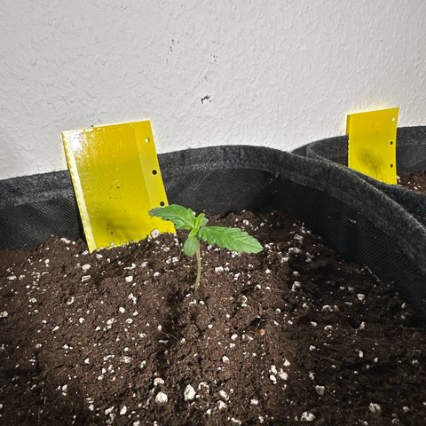 Wedding Cake Auto growlog timeline photo
