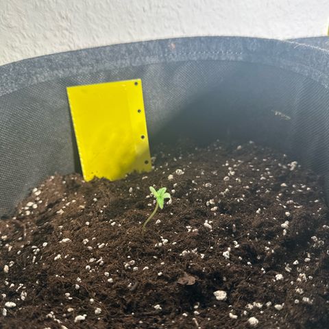 Milky Way growlog timeline photo