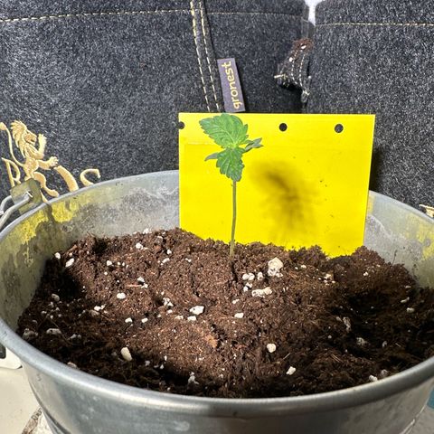 Amnesia Haze Auto growlog timeline photo