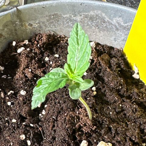 Amnesia Haze Auto growlog timeline photo