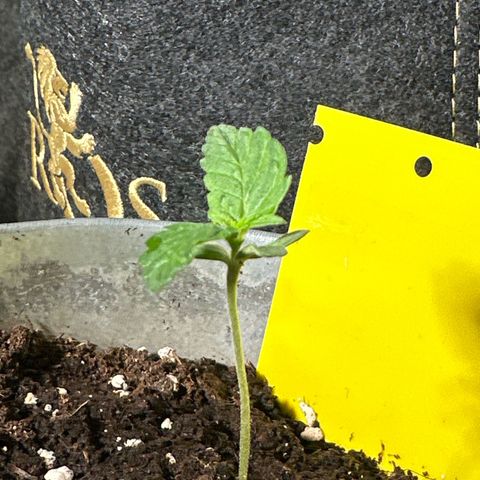Amnesia Haze Auto growlog timeline photo