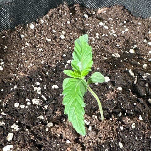 Wedding Cake Auto growlog timeline photo