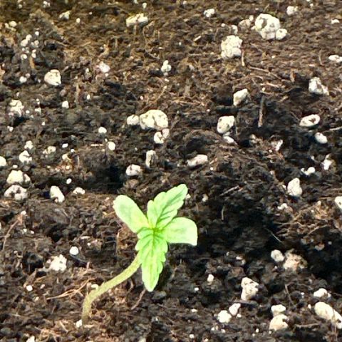Milky Way growlog timeline photo