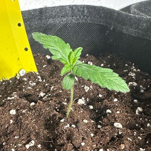 Wedding Cake Auto growlog timeline photo