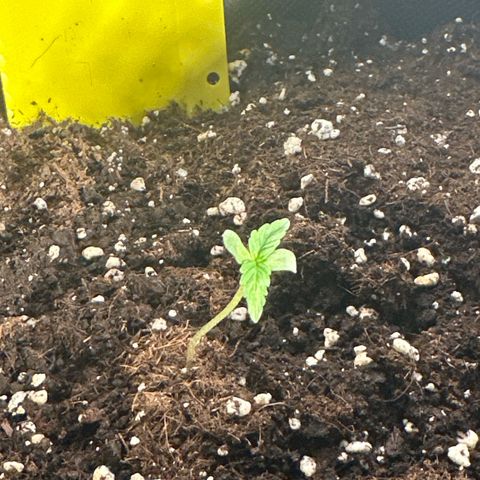 Milky Way growlog timeline photo