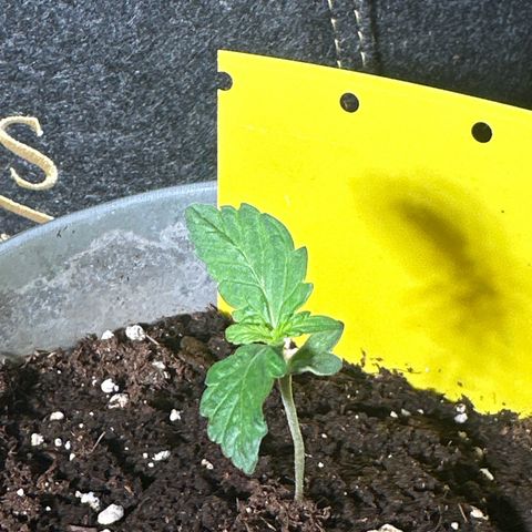 Amnesia Haze Auto growlog timeline photo