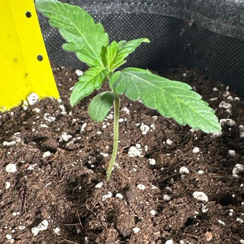 Wedding Cake Auto growlog timeline photo