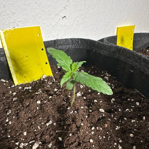 Wedding Cake Auto growlog timeline photo