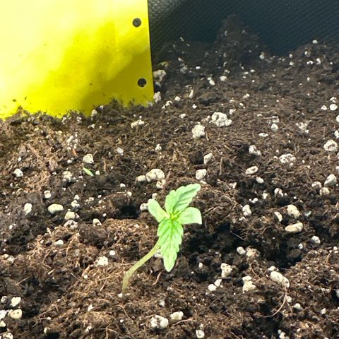 Milky Way growlog timeline photo