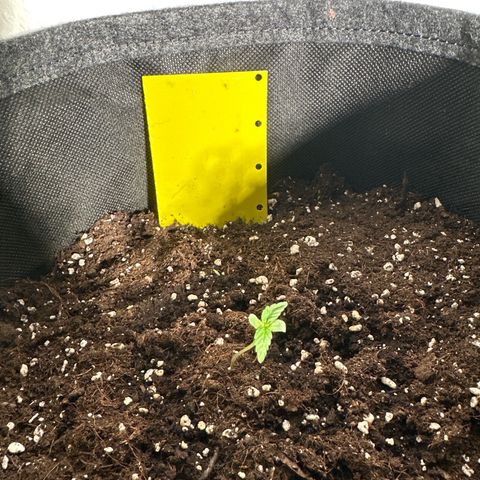 Milky Way growlog timeline photo