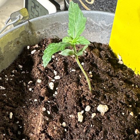 Amnesia Haze Auto growlog timeline photo