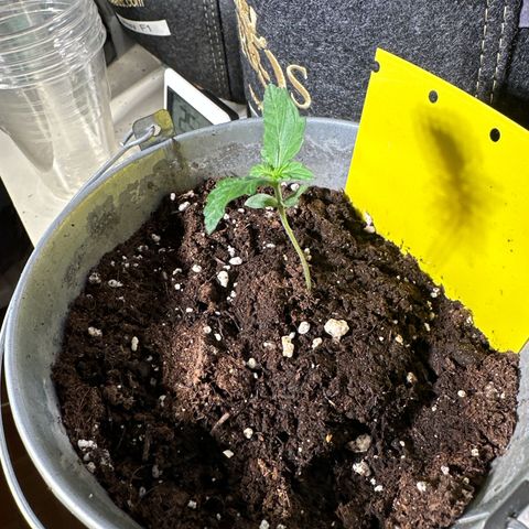 Amnesia Haze Auto growlog timeline photo