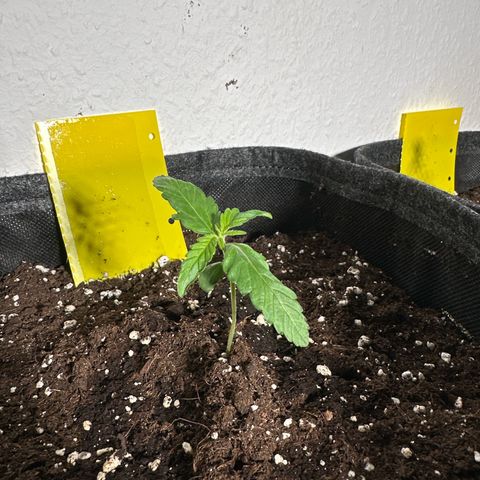 Wedding Cake Auto growlog timeline photo