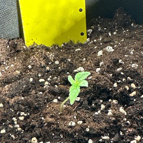 Milky Way growlog timeline photo