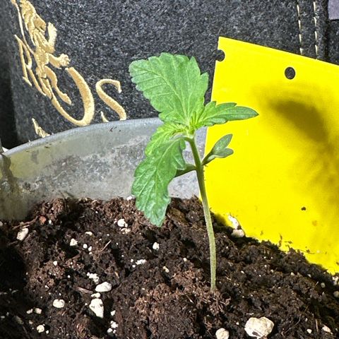 Amnesia Haze Auto growlog timeline photo