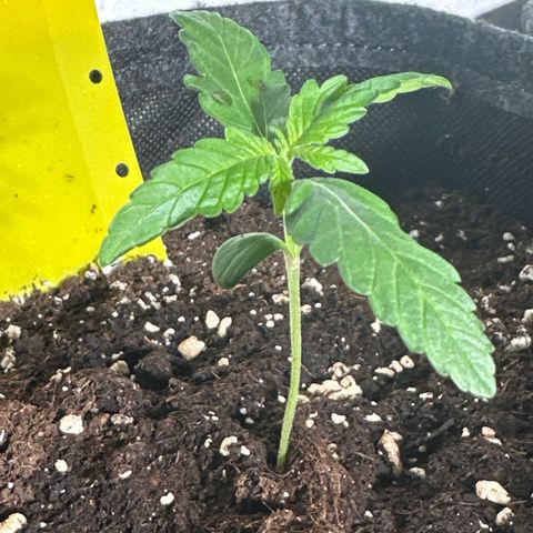 Wedding Cake Auto growlog timeline photo