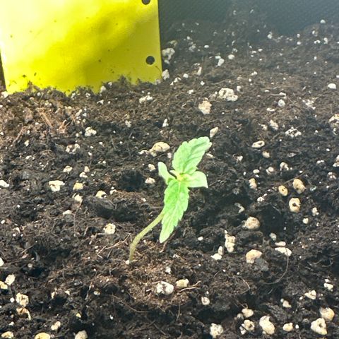 Milky Way growlog timeline photo