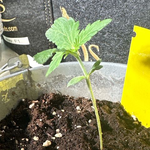 Amnesia Haze Auto growlog timeline photo