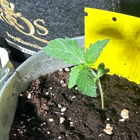 Amnesia Haze Auto growlog timeline photo