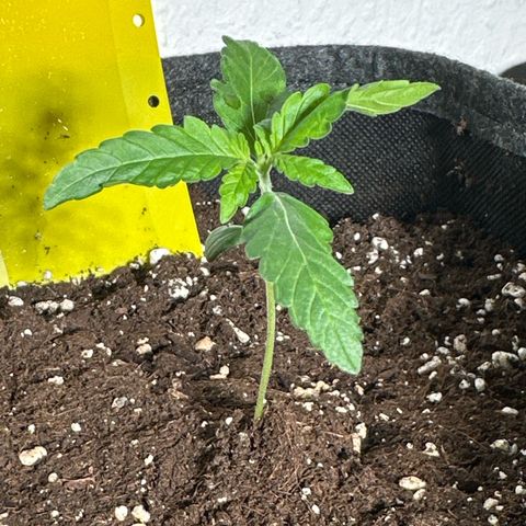 Wedding Cake Auto growlog timeline photo