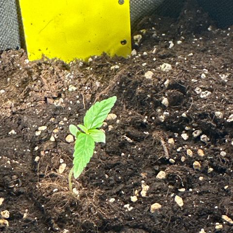 Milky Way growlog timeline photo