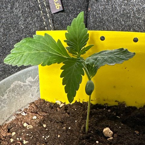 Amnesia Haze Auto growlog timeline photo