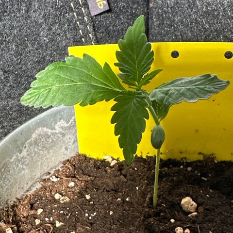 Amnesia Haze Auto growlog timeline photo